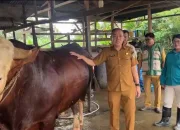 Presiden Prabowo Salurkan 18 Ekor Sapi Kurban untuk Sultra, Satu Berbobot 1,1 Ton dari Konsel
