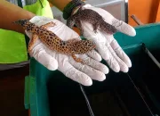 Karantina Sultra Periksa 4 Ekor Gecko yang Akan Dikirim dari Kendari ke Jakarta