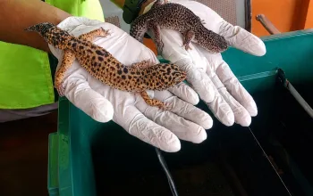 Karantina Sultra Periksa 4 Ekor Gecko yang Akan Dikirim dari Kendari ke Jakarta