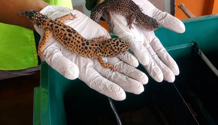 Karantina Sultra Periksa 4 Ekor Gecko yang Akan Dikirim dari Kendari ke Jakarta