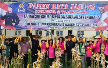 Sat Brimob Polda Sultra Gelar Panen Raya Jagung Kuartal II, Dukung Ketahanan Pangan Nasional 3 IMG 20260621 WA0036