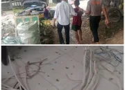 Curi Kabel Instalasi Listrik di Gedung Eks Fakultas Kehutanan UHO, Seorang Buruh Harian Ditangkap Polisi 9 IMG 20260622 WA0019