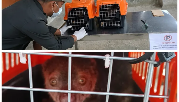 Karantina Sultra Perketat Pengawasan Pengiriman Kuskus ke Jakarta