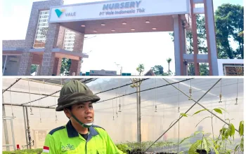 PT Vale Indonesia Siapkan 1 Juta Bibit per Tahun untuk Rehabilitasi Lahan Bekas Tambang 4 IMG 20260722 WA0013