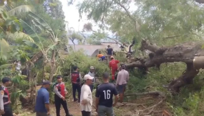 Pohon Asam Tumbang Timpa Rumah di Baubau, Tiga Warga Terluka