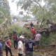 Pohon Asam Tumbang Timpa Rumah di Baubau, Tiga Warga Terluka