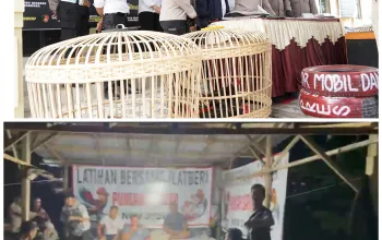 Polresta Kendari Bongkar Judi Sabung Ayam di Mandonga, 17 Orang Diamankan